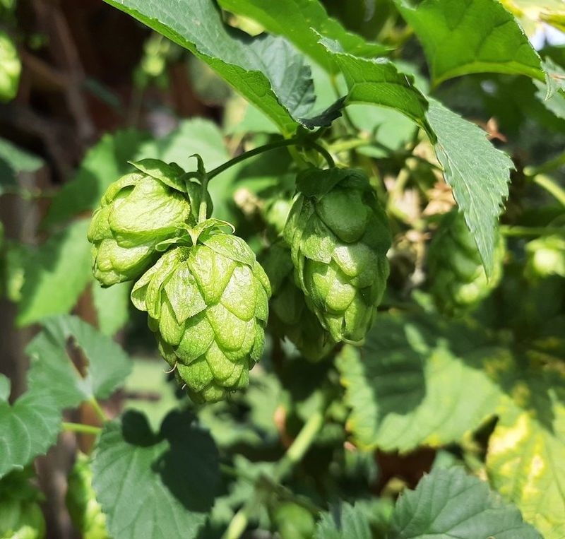 Hops