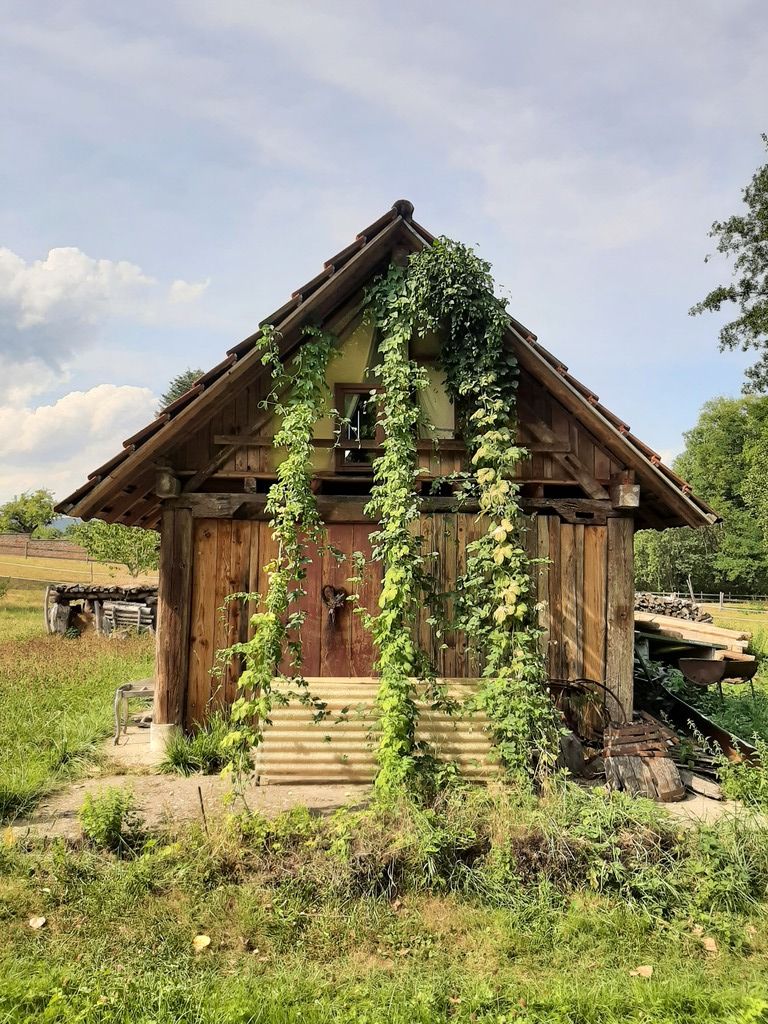Hops on shed